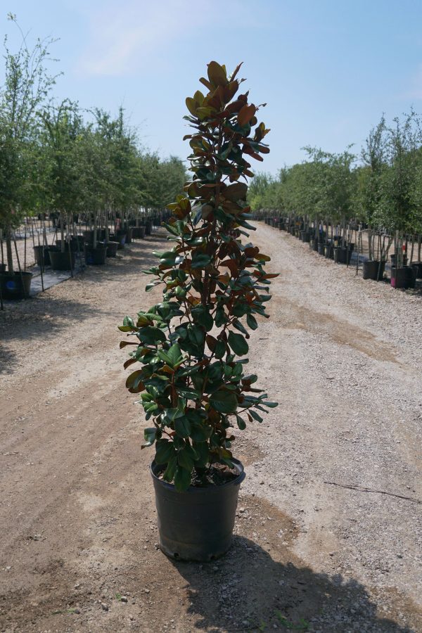 Little Gem Magnolia - Magnolia Grandiflora  Little Gem  Discount