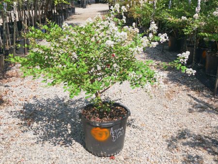 Acoma Crape Myrtle, White - Lagerstroemia Indica x Fauriei   Acoma  Cheap