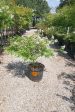 Acoma Crape Myrtle, White - Lagerstroemia Indica x Fauriei   Acoma  Fashion