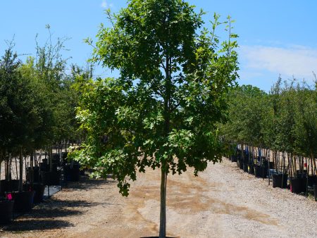 Texas Red Oak - Quercus Buckleyi For Sale