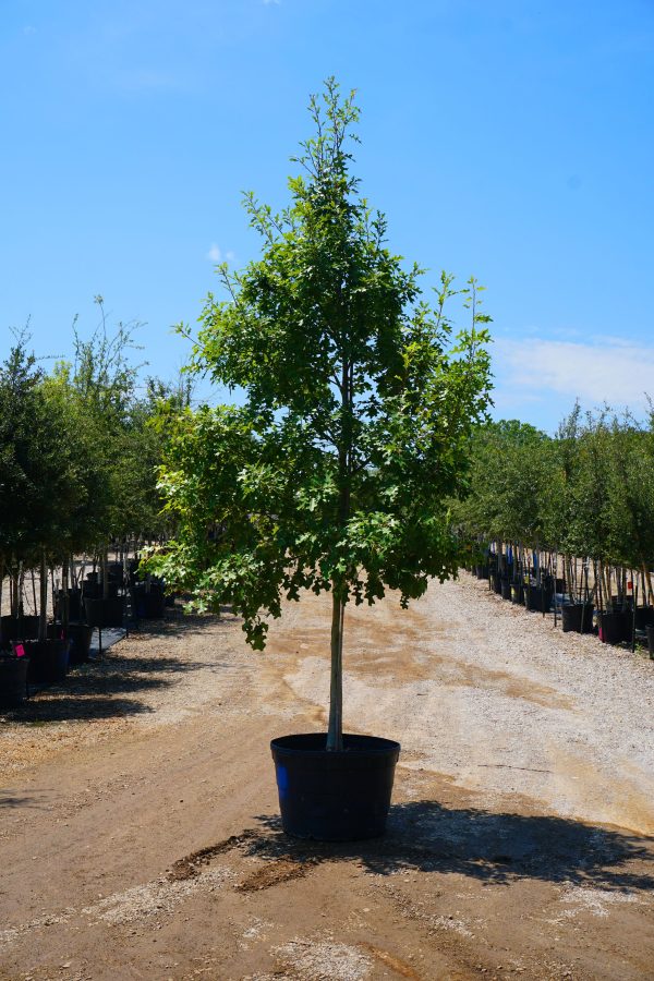 Texas Red Oak - Quercus Buckleyi For Sale