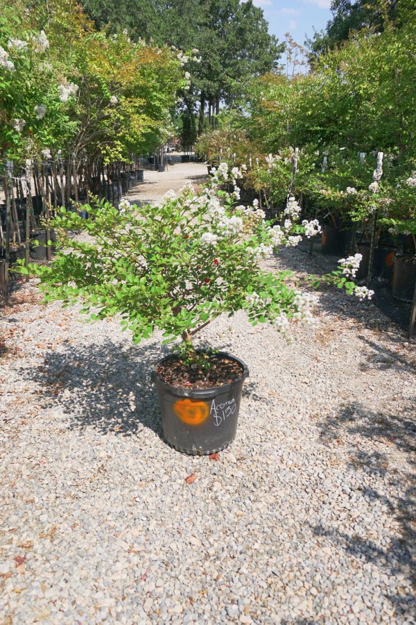 Acoma Crape Myrtle, White - Lagerstroemia Indica x Fauriei   Acoma  Discount